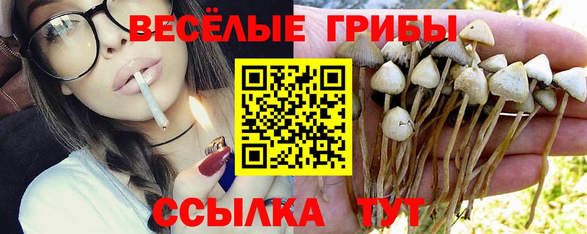 Кингисепп  Галлюциногенные грибы прущие грибы  Вход с VPN 